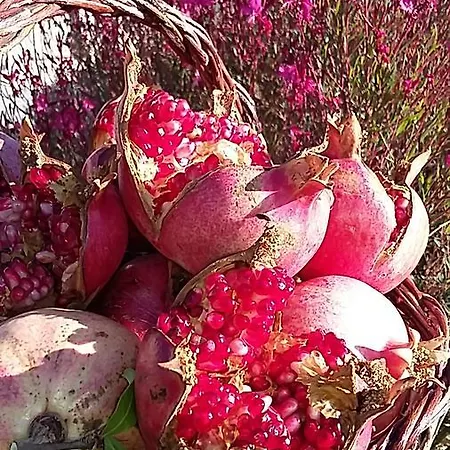 Valiana Farma *