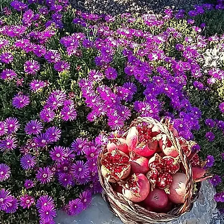 Séjour à la ferme Valiana Montegabbione