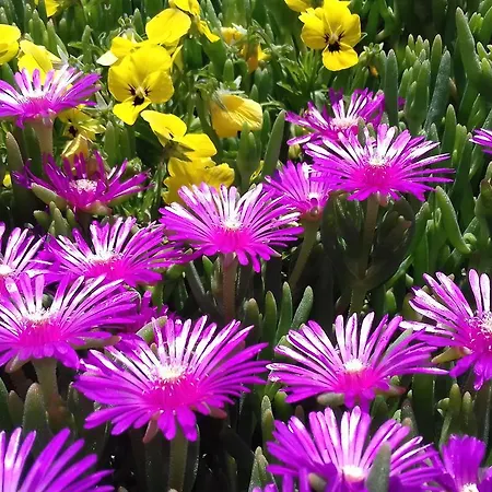Farma Valiana Montegabbione