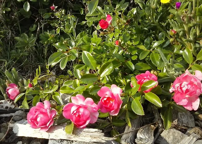 Valiana * Montegabbione