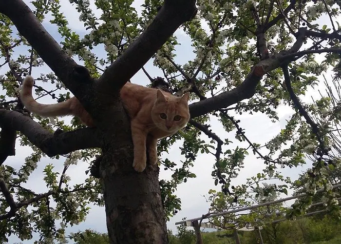 Alojamento de Turismo Rural Valiana *